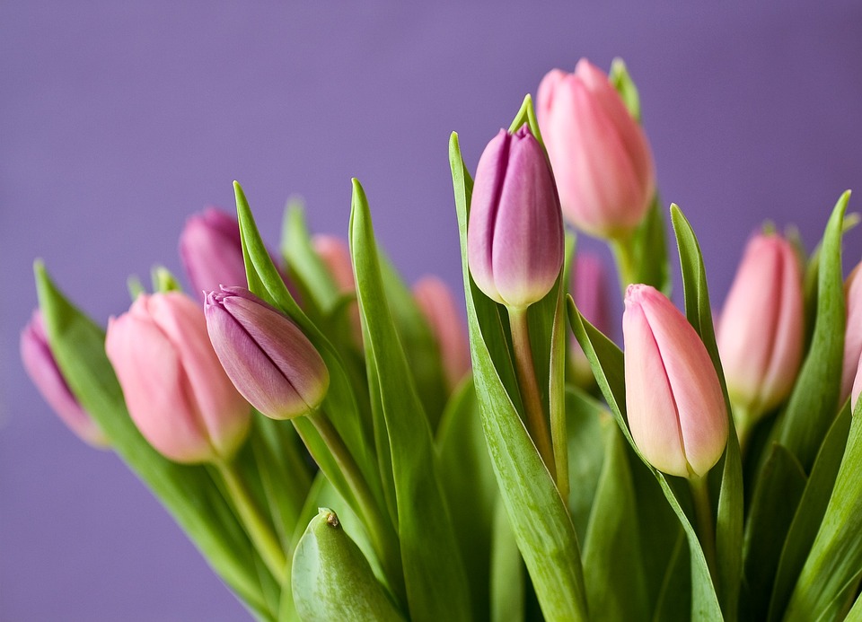 tulips-320151_960_720